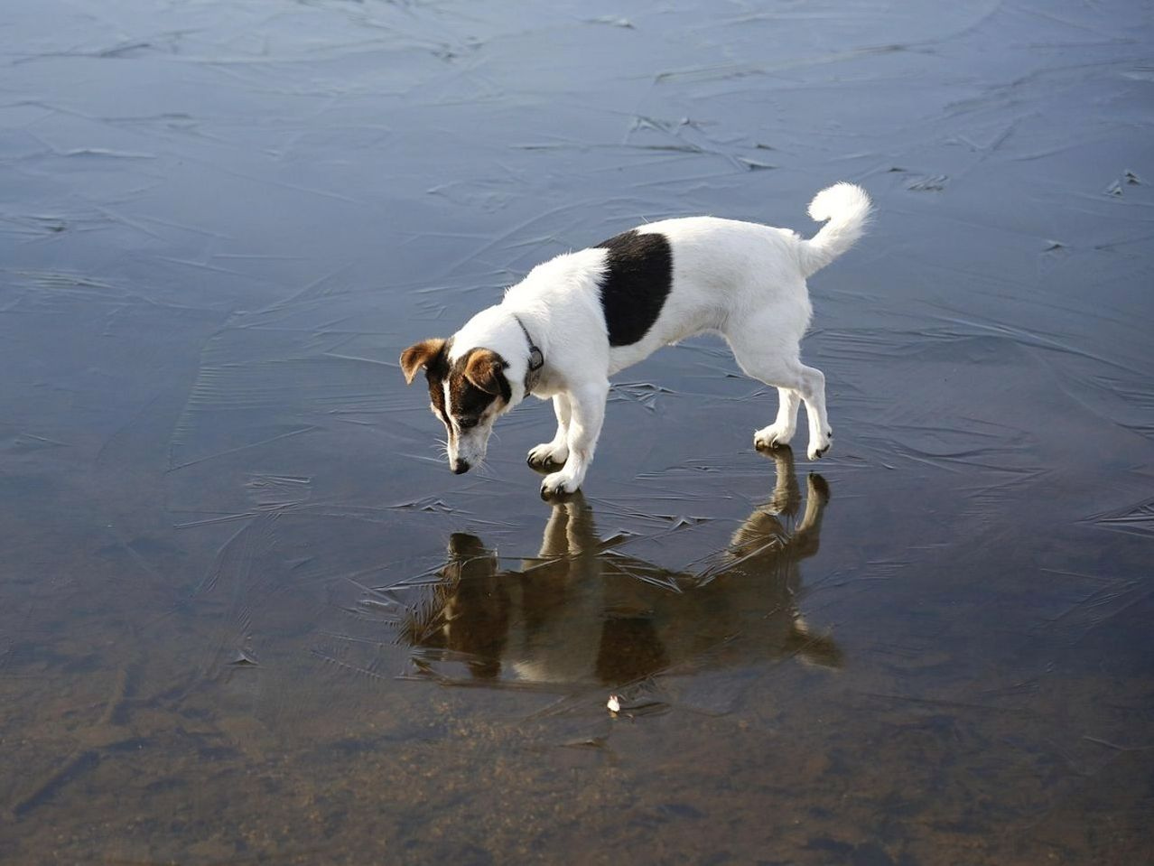 Trilha suave através de mata antiga em volta do lago
